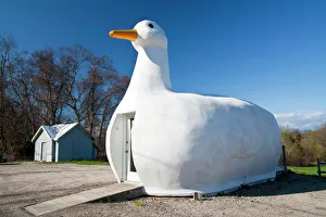 USA, New York, Long Island, Flanders. The Big Duck, area known for its duck farms USA, New York, Long Island, Flanders. The Big Duck, area known for its duck farms