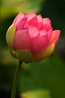 USA; North Caroilna; Lotus with back lighting USA; North Caroilna; Lotus with back lighting