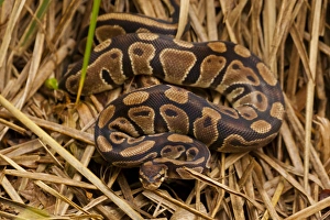 USA, North Carolina. Ball python in dried grass USA, North Carolina. Ball python in dried grass