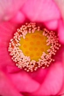 USA; North Carolina; Close-up of center of lotus USA; North Carolina; Close-up of center of lotus