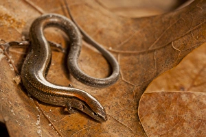 USA, North Carolina. Close-up of ground skink USA, North Carolina. Close-up of ground skink