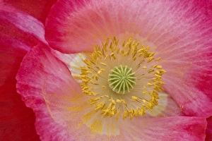 USA, North Carolina. Close-up of poppy interior USA, North Carolina. Close-up of poppy interior