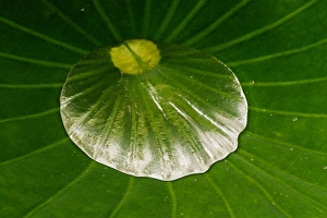 USA; North Carolina; Dew in the center of lotus leaf USA; North Carolina; Dew in the center of lotus leaf
