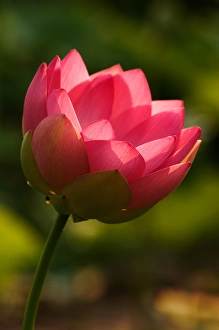 USA; North Carolina; Lotus blossom with backlighting USA; North Carolina; Lotus blossom with backlighting