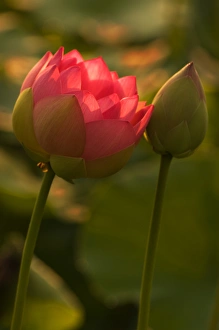 USA; North Carolina; Lotus blossom and bud with back lighting USA; North Carolina; Lotus blossom and bud with back lighting