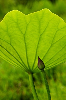 USA; North Carolina; Lotus leaf and bud with back lighting USA; North Carolina; Lotus leaf and bud with back lighting