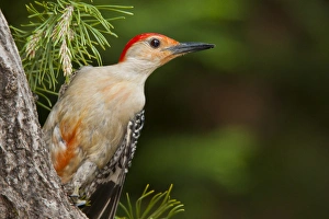 USA, North Carolina. Red-headed woodpecker on tree USA, North Carolina. Red-headed woodpecker on tree