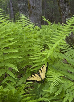 USA, North Carolina. Swallowtail butterfly on fern USA, North Carolina. Swallowtail butterfly on fern