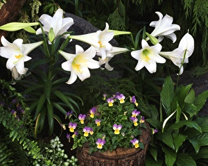 USA, Ohio, Cincinnati, Easter lily flowers, close-up USA, Ohio, Cincinnati, Easter lily flowers, close-up
