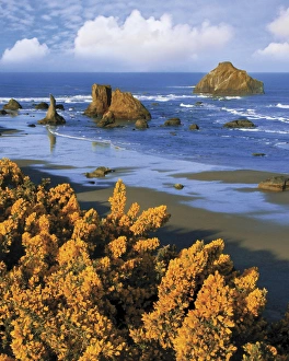 USA, Oregon, Bandon. Face Rock and wild gorse plants USA, Oregon, Bandon. Face Rock and wild gorse plants