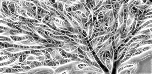 USA, Oregon. B&W abstract of sea fan. Credit as: Jean Carter / Jaynes Gallery / DanitaDelimont USA, Oregon. B&W abstract of sea fan. Credit as: Jean Carter / Jaynes Gallery / DanitaDelimont
