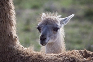 USA, Oregon. Close-up of captive baby llama and back of mother USA, Oregon. Close-up of captive baby llama and back of mother