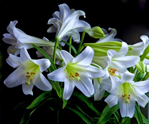 USA, Oregon. Close-up of Easter lilies. Credit as: Jean Carter / Jaynes Gallery / DanitaDelimont USA, Oregon. Close-up of Easter lilies. Credit as: Jean Carter / Jaynes Gallery / DanitaDelimont