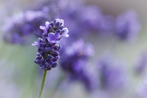 USA, Oregon, Keizer, lavender in the backyard USA, Oregon, Keizer, lavender in the backyard