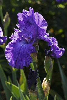 USA, Oregon, Keizer, Schreiners Iris Garden, cultivated iris USA, Oregon, Keizer, Schreiners Iris Garden, cultivated iris