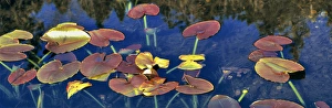 USA, Oregon, Marion Forks. Pondlilies, also called spattrerdocks, grow in a shallow USA, Oregon, Marion Forks. Pondlilies, also called spattrerdocks, grow in a shallow
