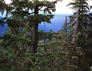 USA, Oregon, Opal Creek Wilderness, Willamette National Park, Tree trunk in forest USA, Oregon, Opal Creek Wilderness, Willamette National Park, Tree trunk in forest