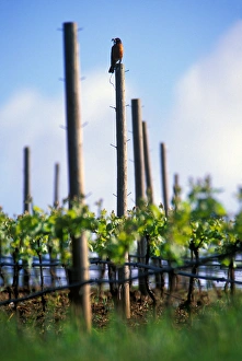 USA, Oregon, Robin sitting on a post with his breakfast in a Willamette valley vineyard USA, Oregon, Robin sitting on a post with his breakfast in a Willamette valley vineyard