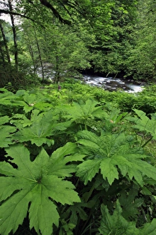 USA, Oregon. Scenic of Little Sandy River and ferns USA, Oregon. Scenic of Little Sandy River and ferns