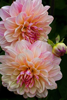 USA, Oregon, Shore Acres State Park. Close-up of dahlia flowers USA, Oregon, Shore Acres State Park. Close-up of dahlia flowers