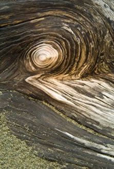 USA, Oregon. Stump pattern on beach. Credit as: Nancy Rotenberg / Jaynes Gallery / Danita USA, Oregon. Stump pattern on beach. Credit as: Nancy Rotenberg / Jaynes Gallery / Danita