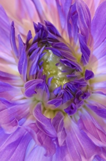 USA, Oregon, Swan Island, Purple dahlia Close-up USA, Oregon, Swan Island, Purple dahlia Close-up