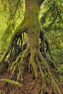 USA, Oregon, Tryon Creek State Park. Cedar growing from nursery stump on bank of Nettle Creek USA, Oregon, Tryon Creek State Park. Cedar growing from nursery stump on bank of Nettle Creek