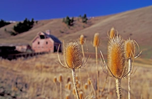 USA, Oregon, Wallowa County, pink barn, dried teasel foreground USA, Oregon, Wallowa County, pink barn, dried teasel foreground