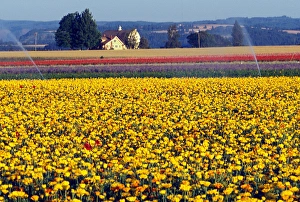 USA, Oregon, Watering the Tulips in the Willamette Valley USA, Oregon, Watering the Tulips in the Willamette Valley