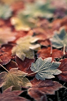 USA, Pacific Northwest Japanese maple leaves (Acer Palmatum), selective focus USA, Pacific Northwest Japanese maple leaves (Acer Palmatum), selective focus