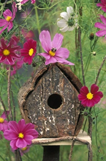 USA, Pennsylvania, Birdhouse among cosmos flowers with bee. Credit as: Nancy Rotenberg USA, Pennsylvania, Birdhouse among cosmos flowers with bee. Credit as: Nancy Rotenberg