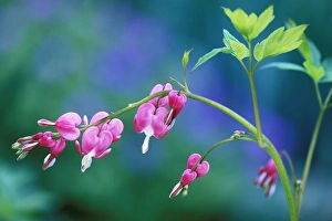 USA, Pennsylvania. Bleeding heart flowers in garden USA, Pennsylvania. Bleeding heart flowers in garden