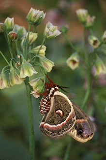 USA, Pennsylvania. Cecropia moth on allium flowers USA, Pennsylvania. Cecropia moth on allium flowers
