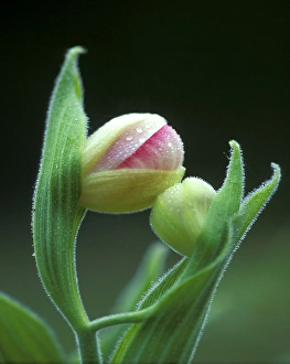 USA, Pennsylvania. Close-up of flower bud opening USA, Pennsylvania. Close-up of flower bud opening