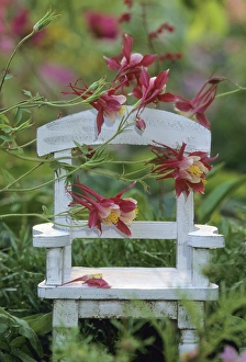 USA, Pennsylvania. Columbine flowers and chair in garden USA, Pennsylvania. Columbine flowers and chair in garden