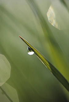 USA, Pennsylvania. Dewdrop on leaf. Credit as: Nancy Rotenberg / Jaynes Gallery / DanitaDelimont USA, Pennsylvania. Dewdrop on leaf. Credit as: Nancy Rotenberg / Jaynes Gallery / DanitaDelimont