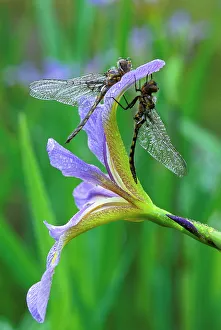 USA, Pennsylvania. Two dragonflies on iris flower USA, Pennsylvania. Two dragonflies on iris flower