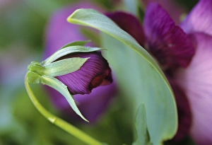 USA, Pennsylvania. Flower bud opening in spring USA, Pennsylvania. Flower bud opening in spring