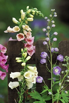 USA, Pennsylvania. Foxglove and delphinium on fence USA, Pennsylvania. Foxglove and delphinium on fence