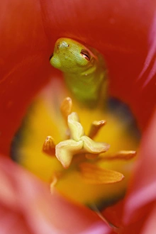 USA, Pennsylvania. Frog inside tulip. Credit as: Nancy Rotenberg / Jaynes Gallery / DanitaDelimont USA, Pennsylvania. Frog inside tulip. Credit as: Nancy Rotenberg / Jaynes Gallery / DanitaDelimont