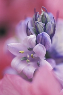 USA, Pennsylvania, Hyacynth close-up. Credit as: Nancy Rotenberg / Jaynes Gallery / DanitaDelimont USA, Pennsylvania, Hyacynth close-up. Credit as: Nancy Rotenberg / Jaynes Gallery / DanitaDelimont