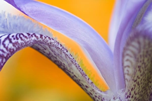 USA, Pennsylvania. Detail of iris flower pattern USA, Pennsylvania. Detail of iris flower pattern