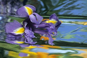 USA, Pennsylvania. Iris on mylar reflective surface USA, Pennsylvania. Iris on mylar reflective surface