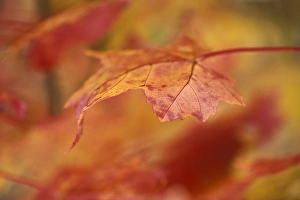 USA, Pennsylvania. Maple leaf in autumn color USA, Pennsylvania. Maple leaf in autumn color