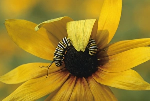 USA, Pennsylvania. Monarch caterpillar on daisy USA, Pennsylvania. Monarch caterpillar on daisy