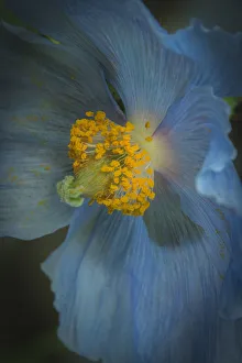 USA, Pennsylvania, Philadelphia. African blue poppy close-up USA, Pennsylvania, Philadelphia. African blue poppy close-up
