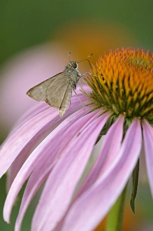 USA, Pennsylvania. Skipper butterfly on cone flower USA, Pennsylvania. Skipper butterfly on cone flower