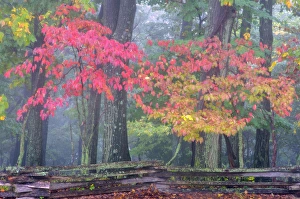 USA, Pennsylvania, Valley Forge National Park. Misty sunrise on split-rail fence in forest USA, Pennsylvania, Valley Forge National Park. Misty sunrise on split-rail fence in forest