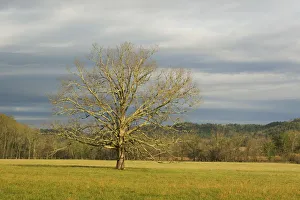USA; Smoky Mountains NP; Lone tree in a field at Cades Cove USA; Smoky Mountains NP; Lone tree in a field at Cades Cove