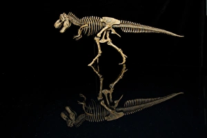 USA, Tennessee. T-rex skeleton replica reflection USA, Tennessee. T-rex skeleton replica reflection